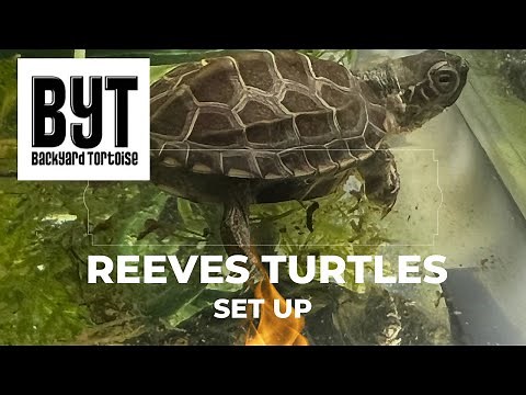 How-we set up the Reeves Turtles tank