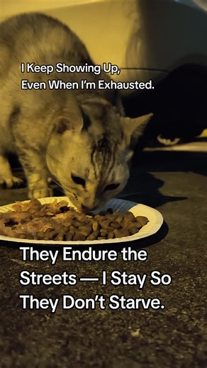 Helping Stray Cats: A Mission to Combat Hunger