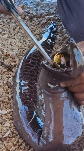 Safely Unhooking a Large Moray Eel on the Shoreline