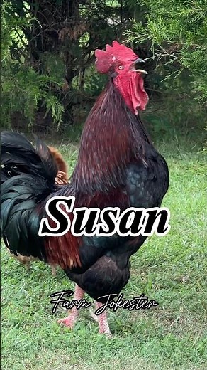 Susan! Come get your rooster! #susan #suzanna #sue #rooster #chickens #funnyanimals #farmjokester