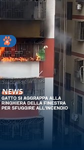 L’8 maggio 2025, un incendio divampato al quinto piano di un palazzo a Shenzhen ha messo a rischio la vita di un gatto. Circondato da fumo e fiamme, il felino si è aggrappato con tutte le forze alla ringhiera della finestra per cercare di sfuggire all'inferno di fuoco. - 🐾Amoreaquattrozampe.it | Amore a Quattro Zampe