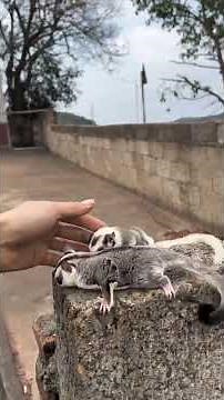 Training of flying squirrels #daily life of sackful of sugar