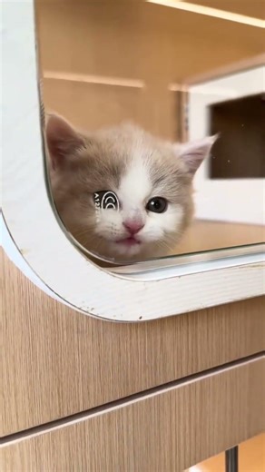 POV: Your Cat Has a System Error 🛠️
