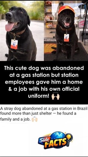A stray dog🐕 abandoned at a gas station⛽ in Brazil get new home🏠#brazil #brazilian #usashortsfeed