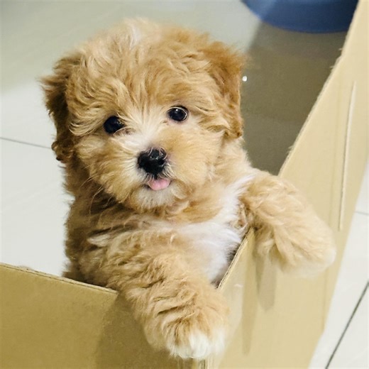 Bubu the Cavapoo