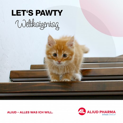 Cute Cat, Grumpy Cat, Lil Bub und Keyboard Cat – diese Superpaws sind den meisten ein Begriff. Doch am heutigen Weltkatzentag feiern wir alle Samtpfötchen. Mindestens mit einem Tuna Tuesday, oder? | Aliud Pharma