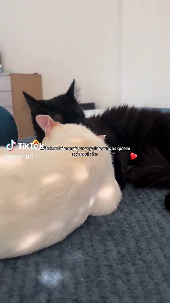 La chute ptdr @Thib cdr ❤️ #chat #chatnoir #chatblanc