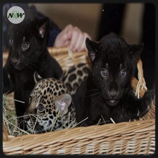 15K views · 890 reactions | In a quiet corner of the zoo, a new chapter is unfolding as tiny jaguar cubs take their first tentative steps into the world. their playful curiosity and fragile strength remind us of the delicate balance between vulnerability and resilience, offering a glimpse of hope and renewal in every soft pawprint they leave behind.—[Full story in 헰헼헺헺헲헻혁] | Nature and Wildlife TV | Facebook