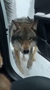 I Opened My Car Door to Save Them from 5 Wolves