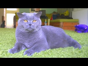 British Shorthair Cat - Blue, Grey or Violet?