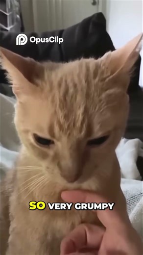 Grumpy Cat Woken Up Demands Treats, Chaos Ensues!