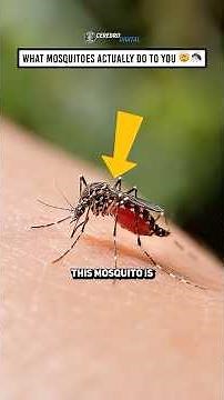 This is what happens EVERY TIME a mosquito bites you 🦟