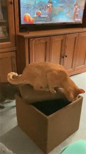 Two cats, a box and dish scapes 🎃 #cats