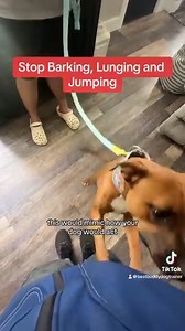 44K reactions · 3.5K shares |  Private Lessons Stop Barking, Lunging...