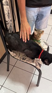 Hausmittel zur Beseitigung von Flöhen und Zecken bei Hunden und Katzen! #hausgemachterezepte #videosviral #videoviralreels #tutorials #hausfrau #einfacherezepte #haushaltsrezepte | Robs Tipps
