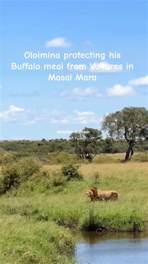 Oloimina protecting his meal from the vultures and hyenas in the grasslands of Masai Mara, Kenya