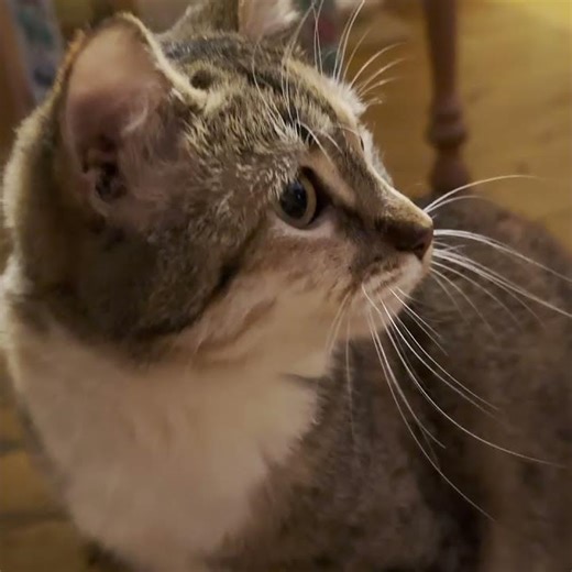 Moskva vs Hat #catshorts #cat #kitten #cute #reels #kitty #cutecat #animals #pets #funny #shorts