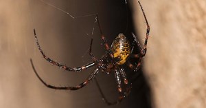 Jadowite pająki w Polsce - gatunki, zagrożenie, zdjęcia