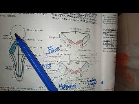 CNS Embryology Lec no.9|Hind Brain; Medulla oblongata development|Langman Embryology