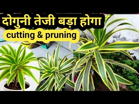 How To Grow Song Of India | Pruning & Cutting