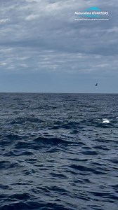 ⚠️Caution - Graphic Content Blue Whale Predation Monday 7th April 2025 Naturaliste Charters Bremer Canyon Expeditions, Western Australia. Expeditions departing Bremer Bay daily until April 21st. Crew footage and additional clips: @allancronin_wildlife @annikadahlberg_ @machi_orca (Instagram) Video Edit: @mark_jackman_edits (Instagram) #westernaustralia #whalewatching #marinelife #orca #bluewhale #nature #bremercanyon #bbcearth #natgeo | Naturaliste Charters Whale Watching