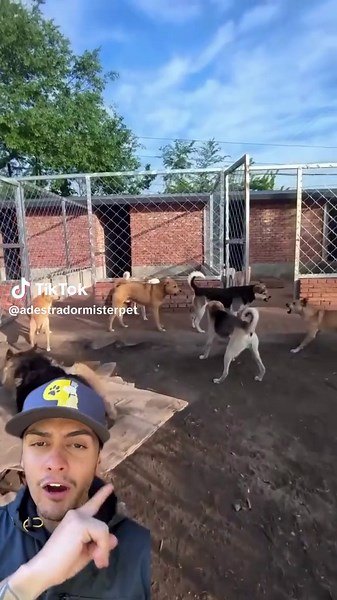 O que é Alpha Roll e seu impacto no adestramento?