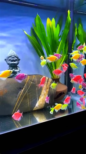 100K views · 1K reactions | Adaptation new Fish for aquarium #aquarium #aquariumfishtank #fishaquarium #fishtanksetup #fish #diy 70 | Aquatic Wonders Hub | Facebook