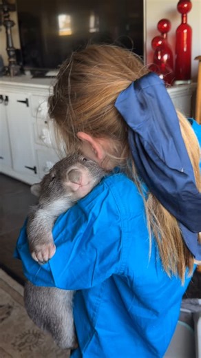 Josh Neille on Instagram: "Ashlee was over at Mum’s today playing with her two little wombats, Chili 🧸 the chocolate-coloured one 🍫, and Winker ⚡️ the silver one. It’s funny how they’re total opposites. Chili’s as chilled as her name sounds 😎 while Winker’s a full-on little menace 😜, classic boy vibes! Gives off total Gomez and Rocco energy already 💪🐻 They’re both doing awesome though 🙌 and playtime like this is such an important part of their development 🧩. At around nine months old, ba