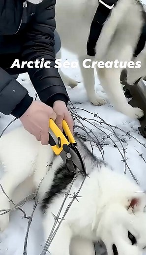 396K views · 5.6K reactions | The Man helped the baby dog | Arctic Sea Creatues | Facebook