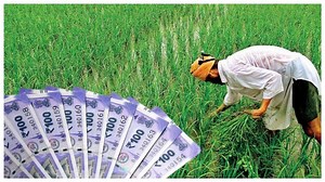 30 Lakh Farmers To Receive ₹3,200 Crore Crop Insurance Claims