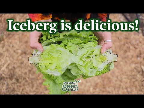 How to Grow Iceberg Lettuce