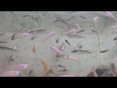 Farm Synergy TV Ultimate Fish Cam Live Experience