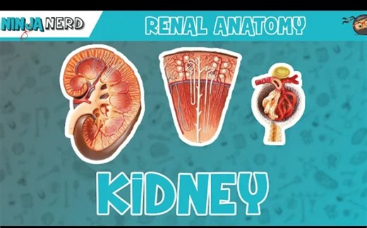 【Ninja Nerd】(英文字幕) 肾脏解剖模型 Renal | Kidney Anatomy Model