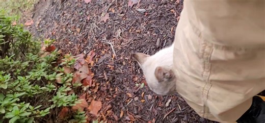 It’s National Cat Day. I take care of around twenty. I have my own four at home — Pinky, Panda, Precious, and Dewey The Magnificent. A fifth, tiny little orange cat, started showing up in my backyard this past summer. He’s been living under the muscadine vines, timidly venturing into the garage twice a day when he hears me filling his food bowl. I haven’t been able to get within 10 feet of him and so far he hasn’t made use of the bed I fixed for him in the garage. There are fifteen cats near Gol