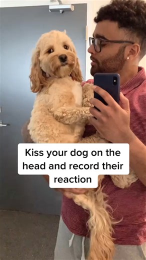 That hurt!! 😂 #kissyourpet #cutepuppy #puppydog | Luna Cockapoo