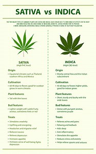 Sativa vs Indica vertical infographic illustration about cannabis as...