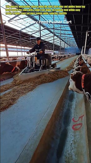 Smart Feed Pusher Keeps Dairy Cows Eating All Day #DairyFarm #FarmTech #CattleCare