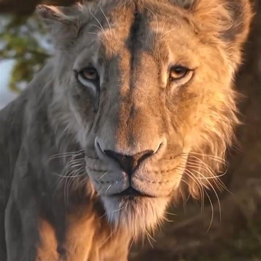 "Brotherhood of Scar and mufasa" | The lion king #mufasa #taka #simba #lionking #trendingshorts