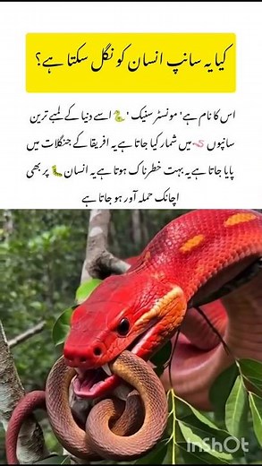 The Monster Snake amazing wildlife facts #snake #naturefacts #wildlife #nature #shorts