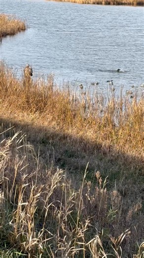 Liz the pointing lab on her 1st duck retrieve This one was diving on her Great learning experience for a very young pup. | Yellow Gator Kennels