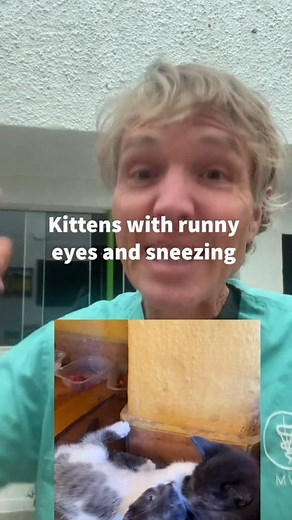 Home Remedies for kittens with Upper Respiratory Tract Infection #homeremedy #catflu #catsneezing #cateyeinfection | Daily Pet Tips