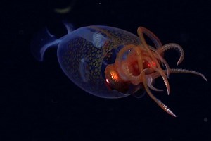 First ever confirmed image of a colossal squid in the deep ocean