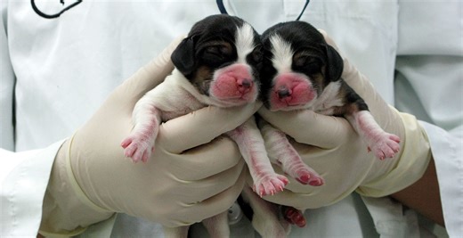 Woman Admits That Her Decision To Clone Her Late Dog Was Crazy