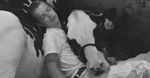 Photo of boy and cow taking nap together becomes internet sensation