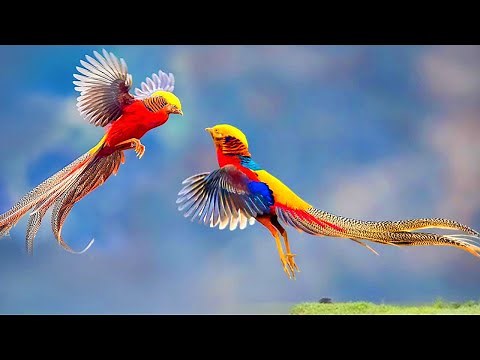 10 Most Beautiful Birds on Planet Earth | Top 10 Most Stunningly Beautiful Birds in the World