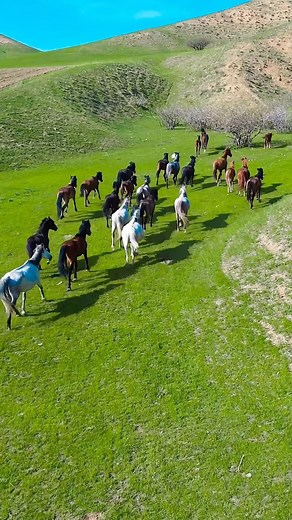 ДРОН-ВИДЕО СЪЁМКА ОШ on Instagram: "📌This is Kyrgyzstan 🇰🇬 #кыргызстан #кыргызстан🇰🇬 #osh #ош #рекомендации #fyp #городош #oshlive #kyrgyzstan #рек #лошадь #horse"