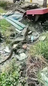 Survivor in the Rubble: Python Coexisting with City Life