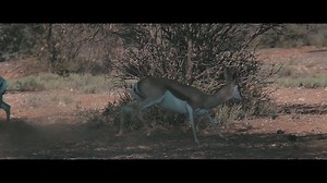 Un equipo de caza premium siempre es un buen compañero de viaje para realizar tu sueño africano... Strasser RS14 Visor Nightforce 📸Matthias Strasser | Iberica De Armerias