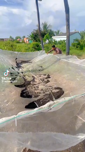 54 reactions · 6 comments | Look at what these farmers are doing with bat droppings they harvest from artificial bat roosts. #Bats | Roosters World | Facebook