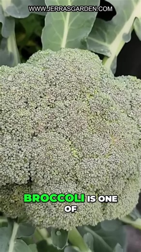 Learn essential October gardening tasks with our expert guide! Discover the best time to plant broccoli, from starting seeds to transplanting for a bountiful harvest. We'll cover optimal planting techniques and varieties for warm climates. Get ready to grow your own delicious broccoli! Find seeds for Broccoli on my website. Learn more tips about cultivating your garden on my YouTube channel. #OctoberGardening #BroccoliPlanting #GardeningTips #VegetableGardening #FallGardening #GrowYourOwnFood #H